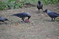 Common crow